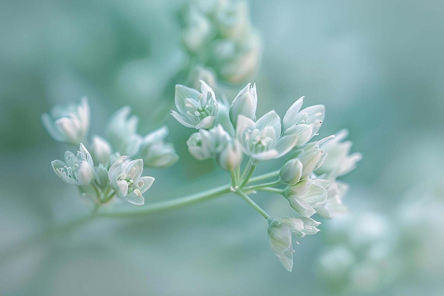 a  of some white flowers on a green background photo