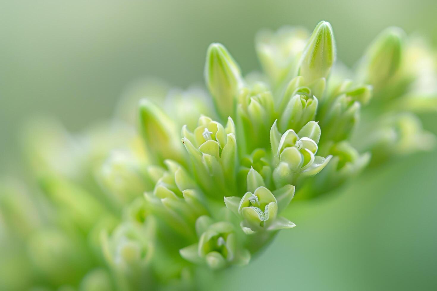 a  of a flower photo