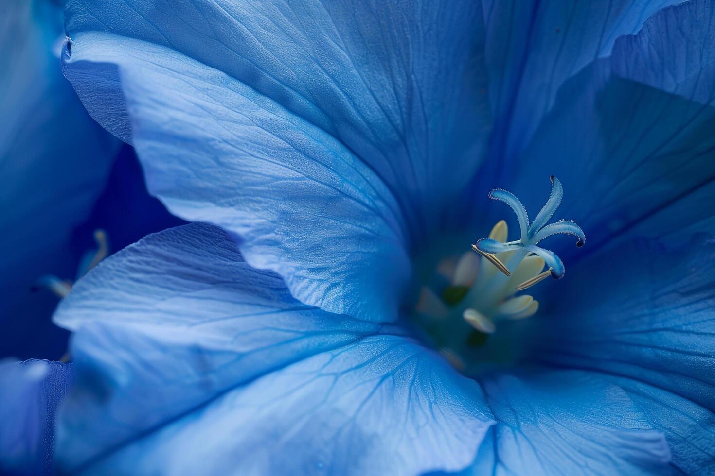 a  of a blue flower with a white center photo