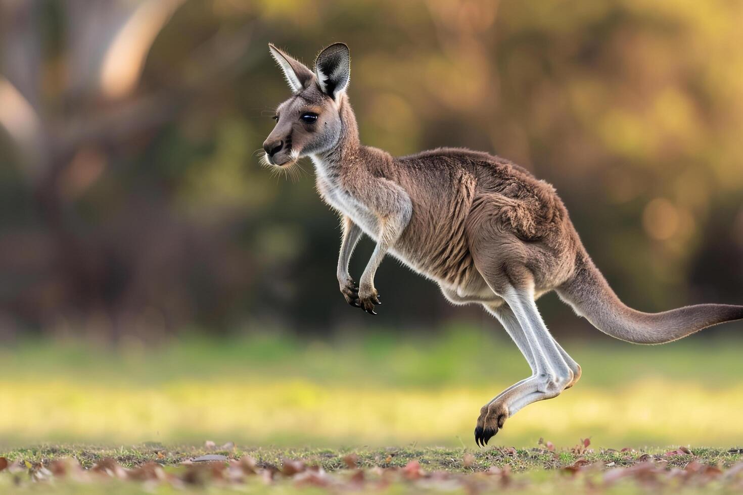 a kangaroo jumping in the air in a field photo
