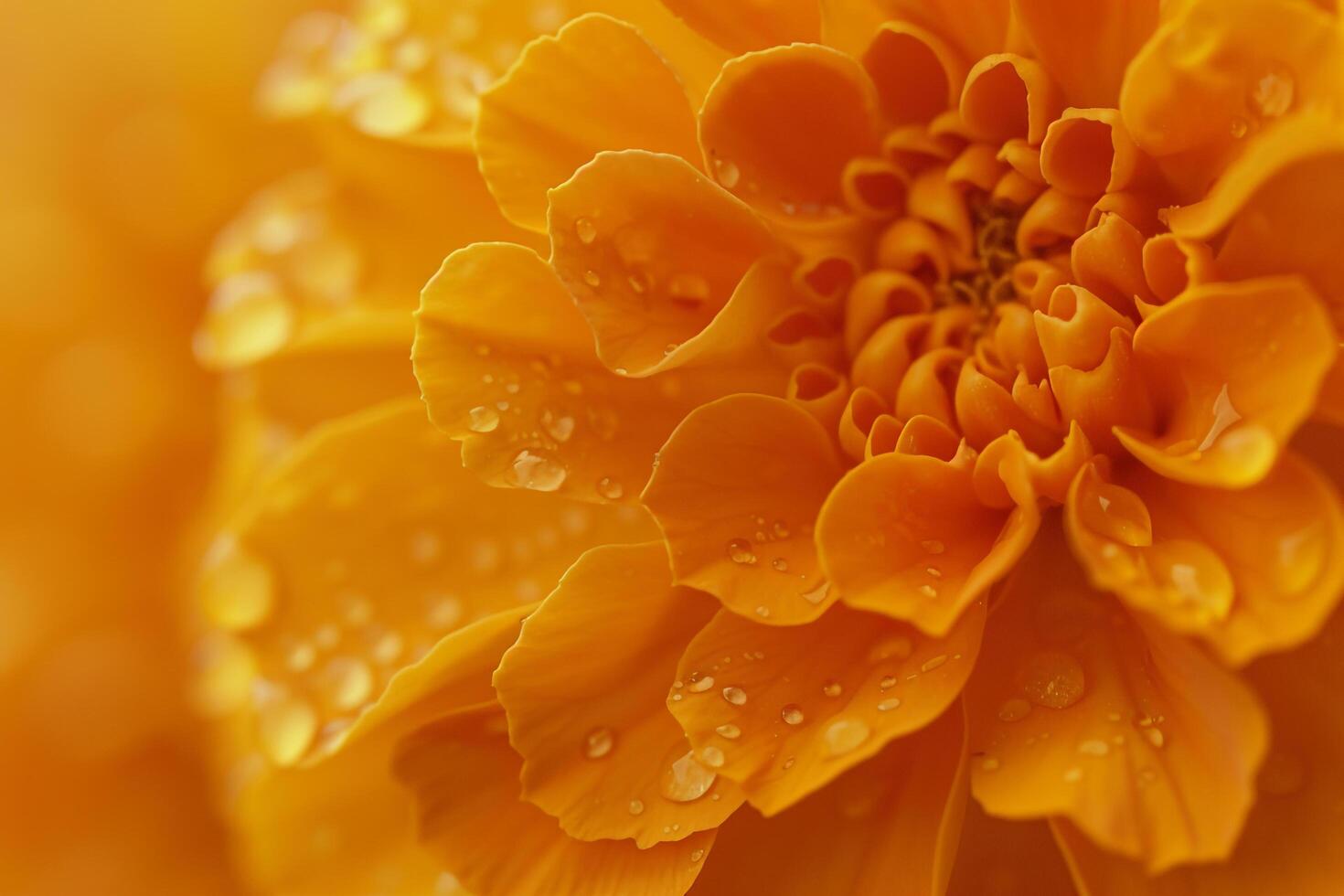 a  of a large orange flower with water droplets photo