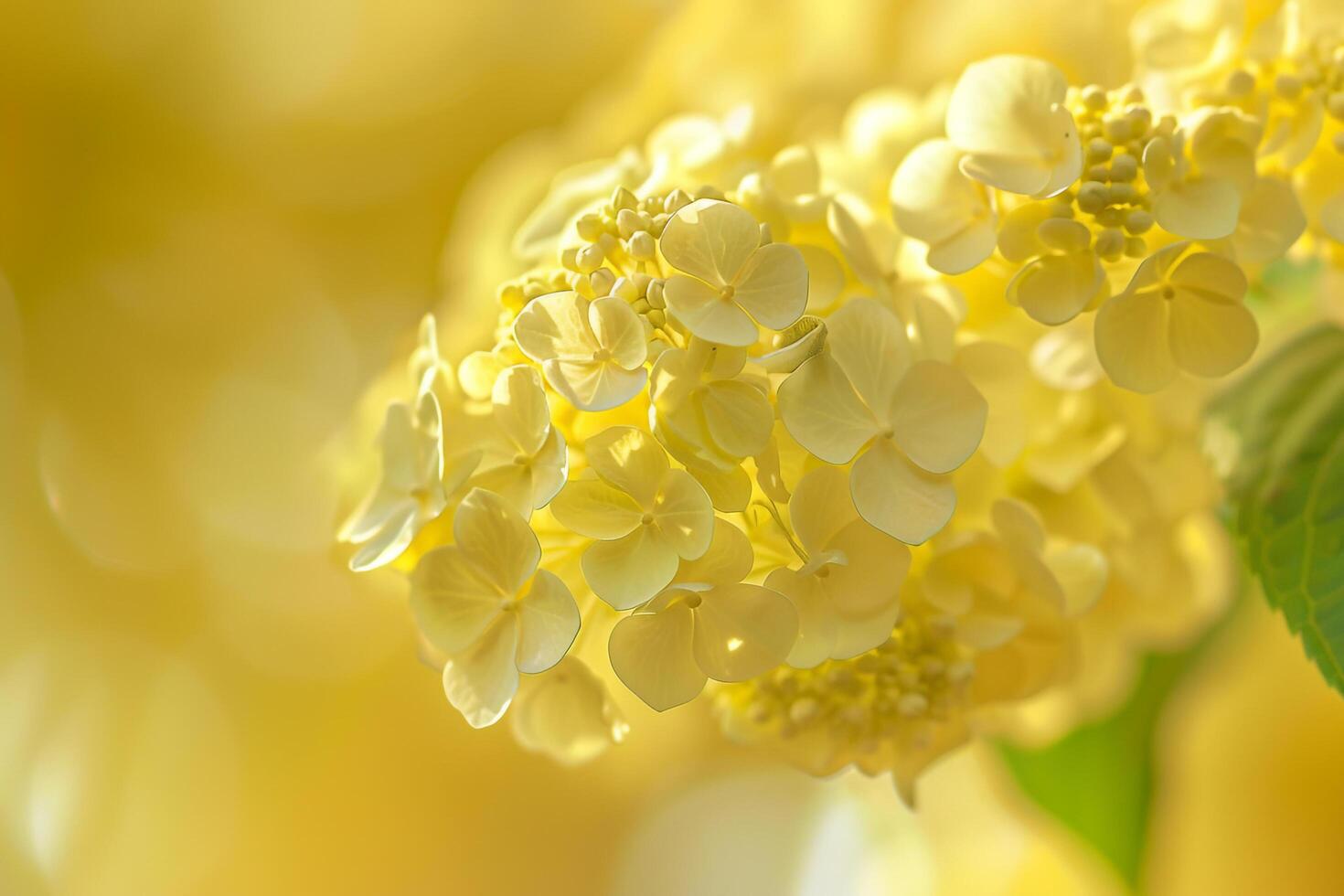 a  of a yellow flower photo