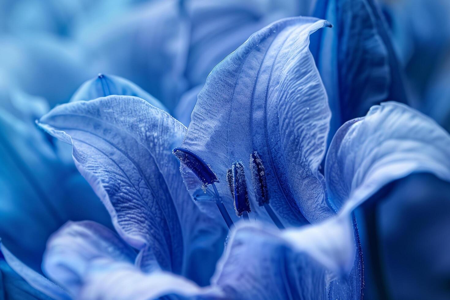 blue flowers are shown in a photo