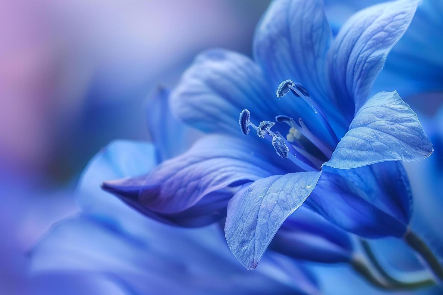 blue flowers are shown in a photo