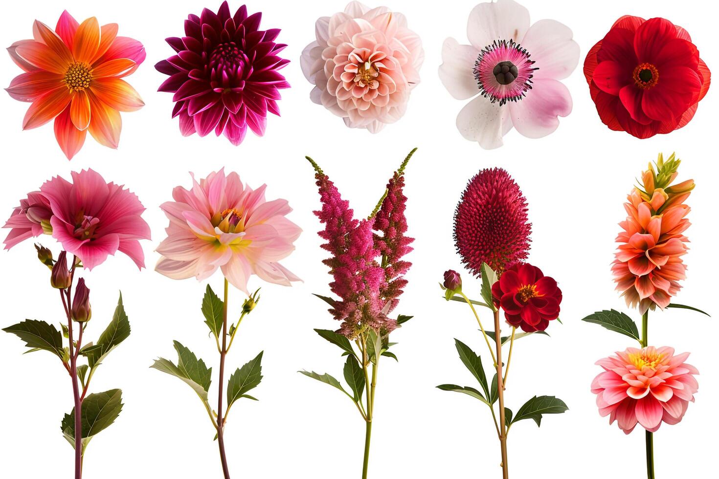 a variety of flowers are shown in this image photo
