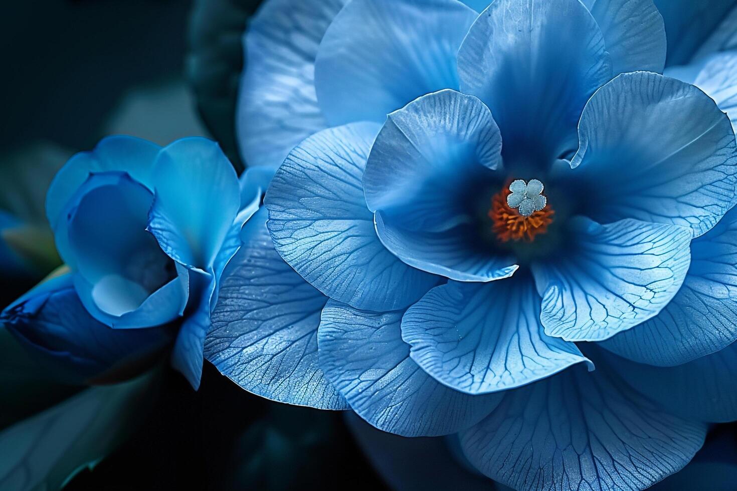 blue flowers beautiful photo