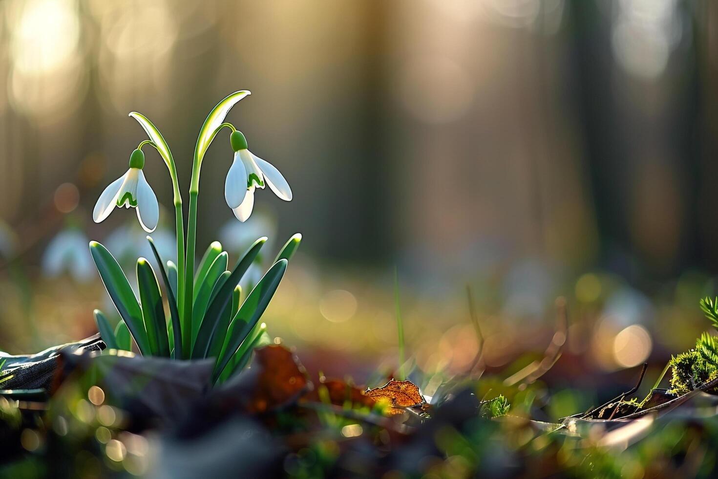 snowdrop flowers in the woods photo