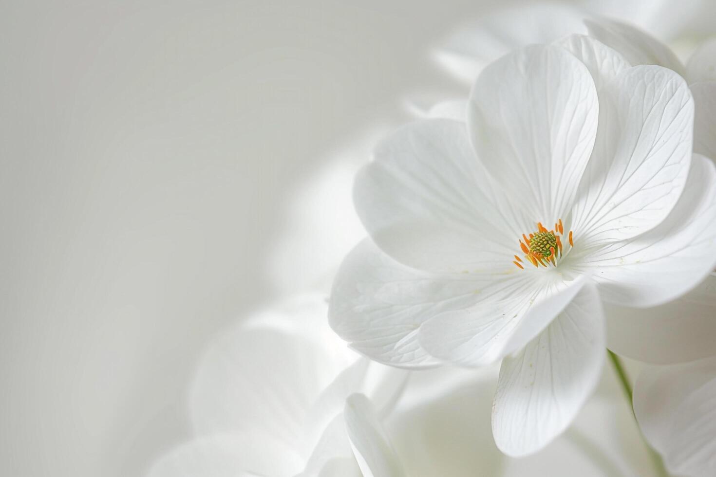 a  of white flowers photo