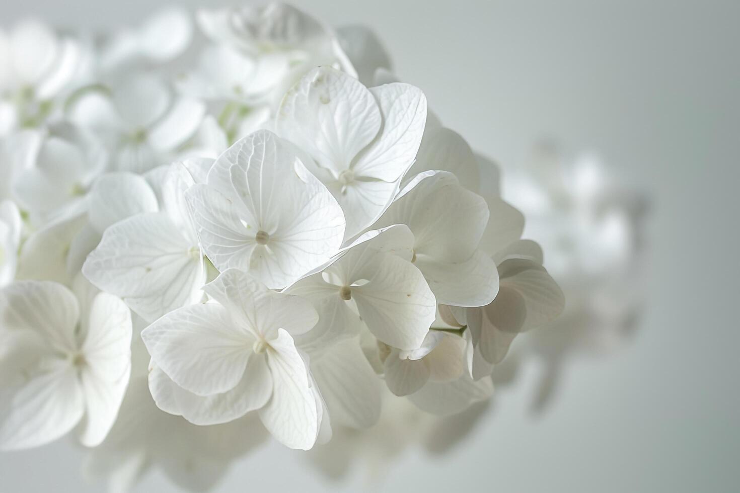 a  of white flowers on a white background photo