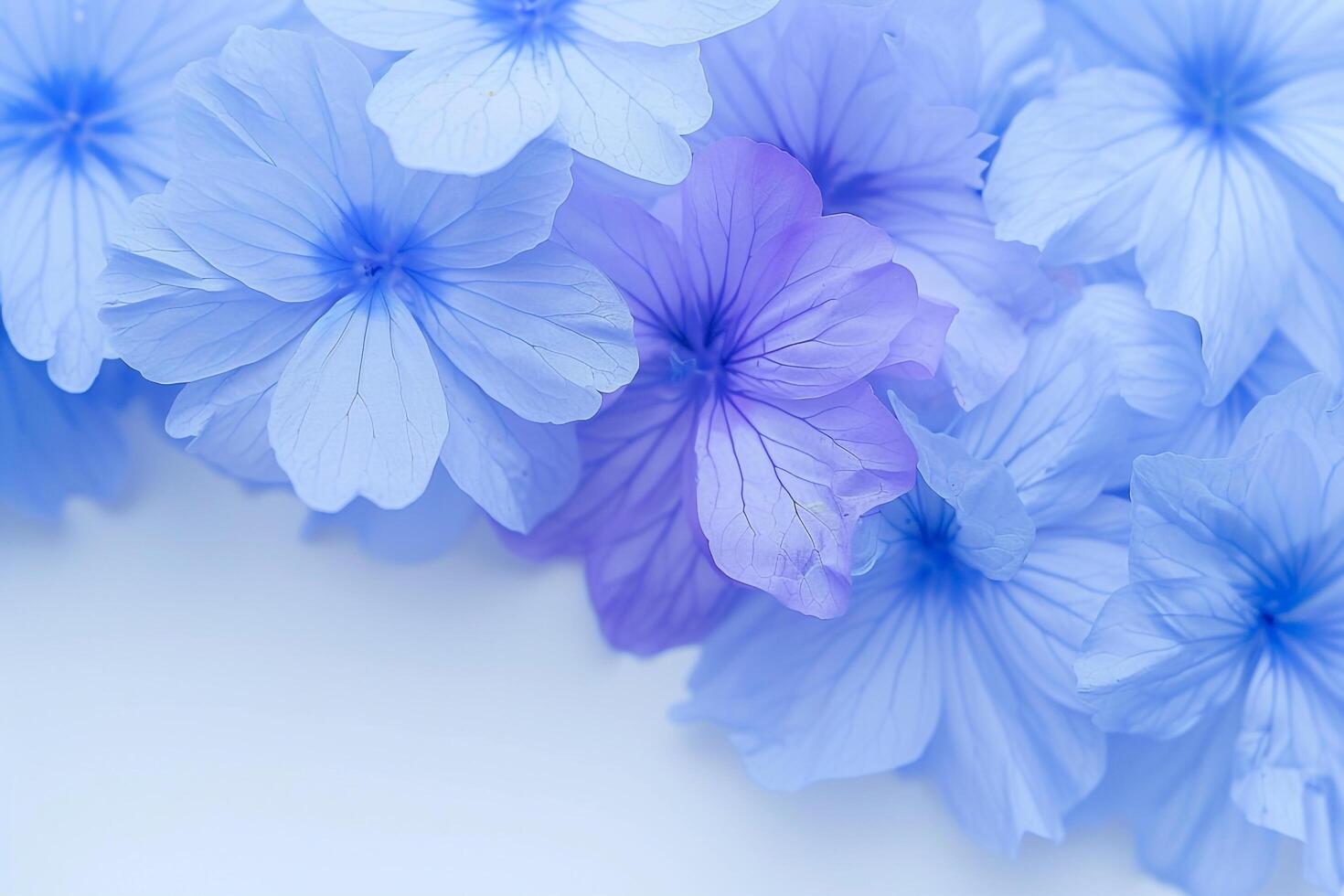 blue flowers on a white background photo