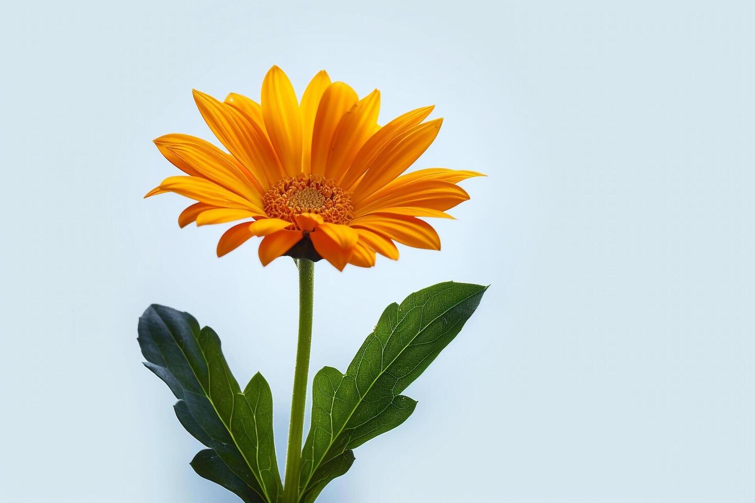 Orange Gerbera Daisy on Blue Background photo