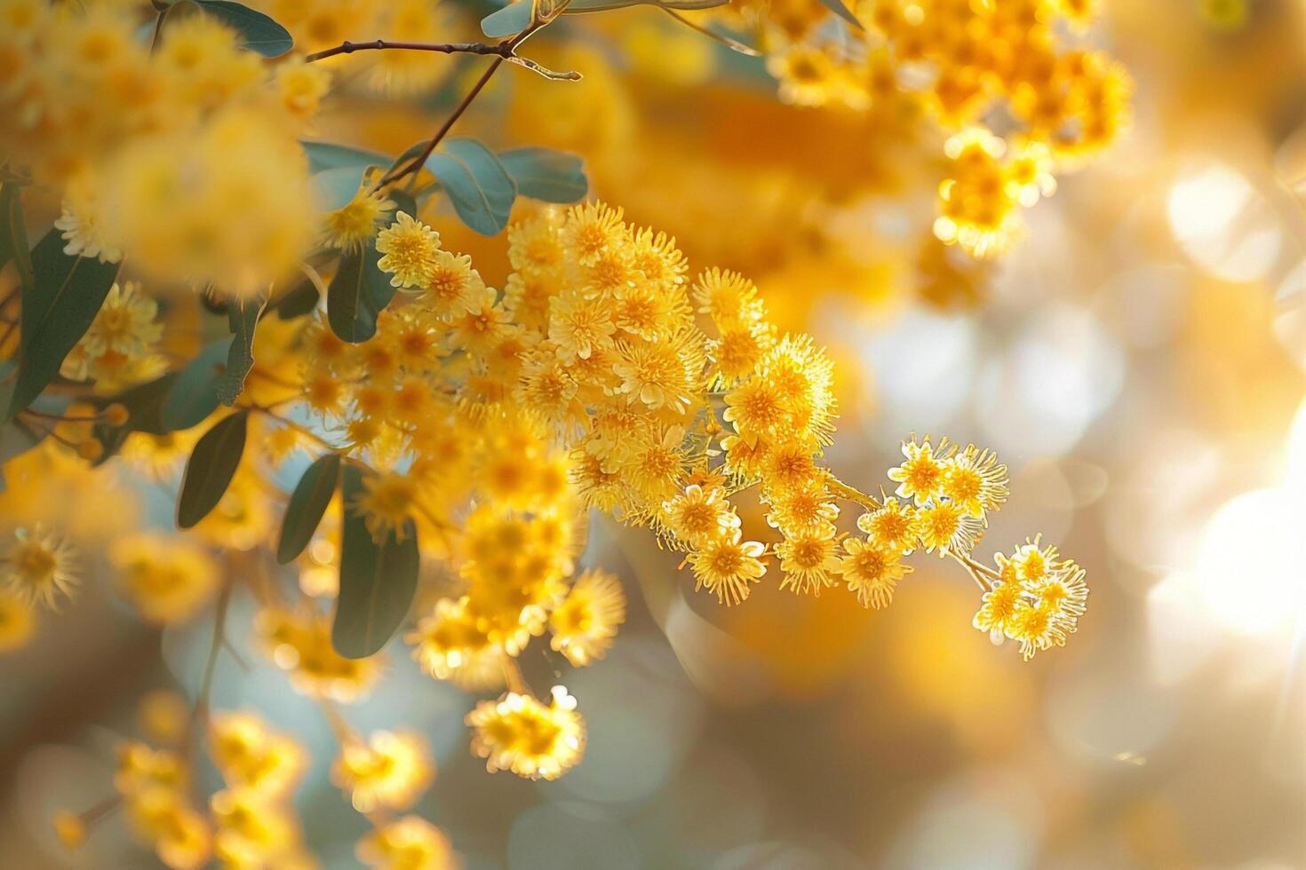 Yellow Flowers on Tree in Sun Background photo