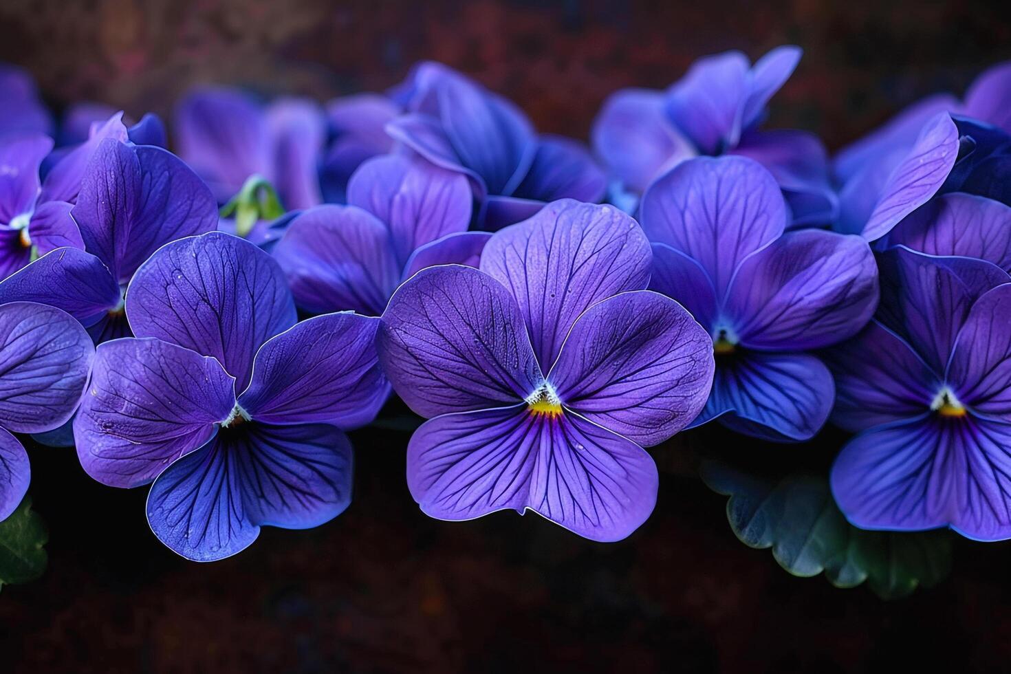 Purple Pansies are Shown in a Black Background photo