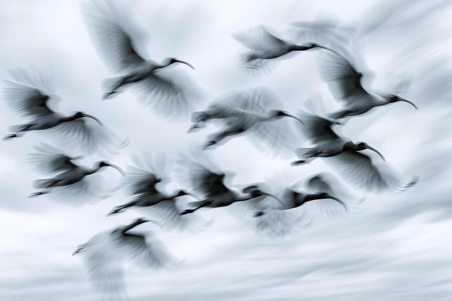 Birds Flying in the Sky Background photo