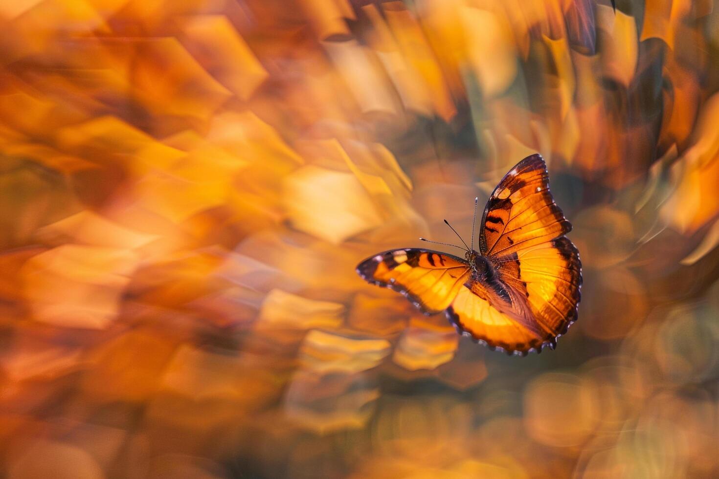 Butterfly Flying in Orange and Black Pattern Background photo