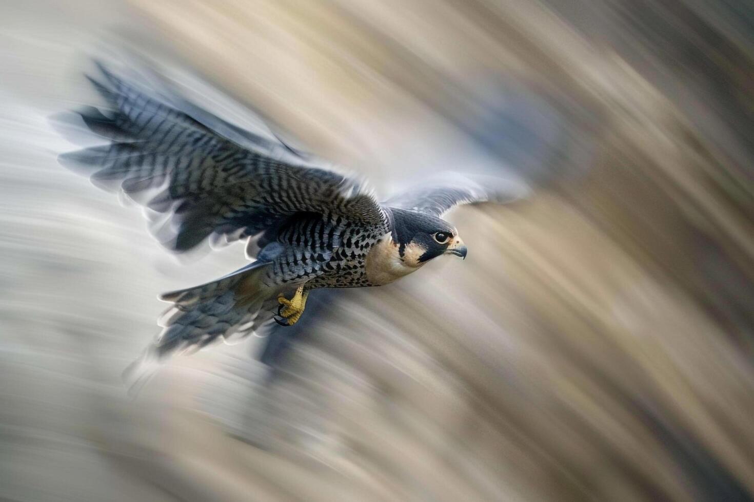 Peregrine Falcon in Flight Background photo