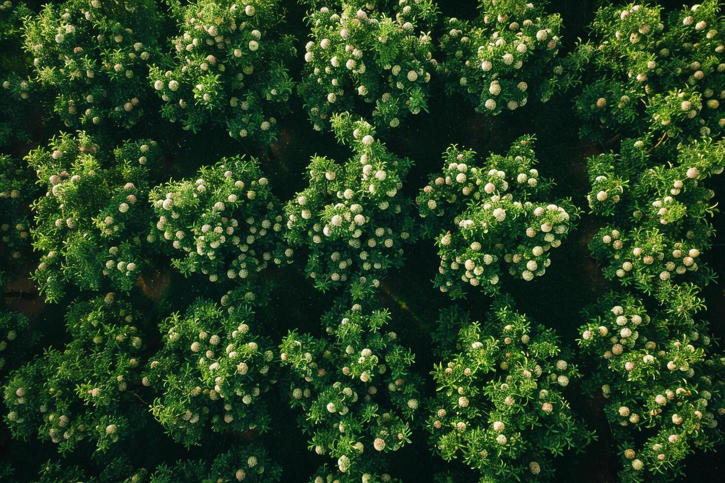 Aerial View of Field of Green Trees Background photo