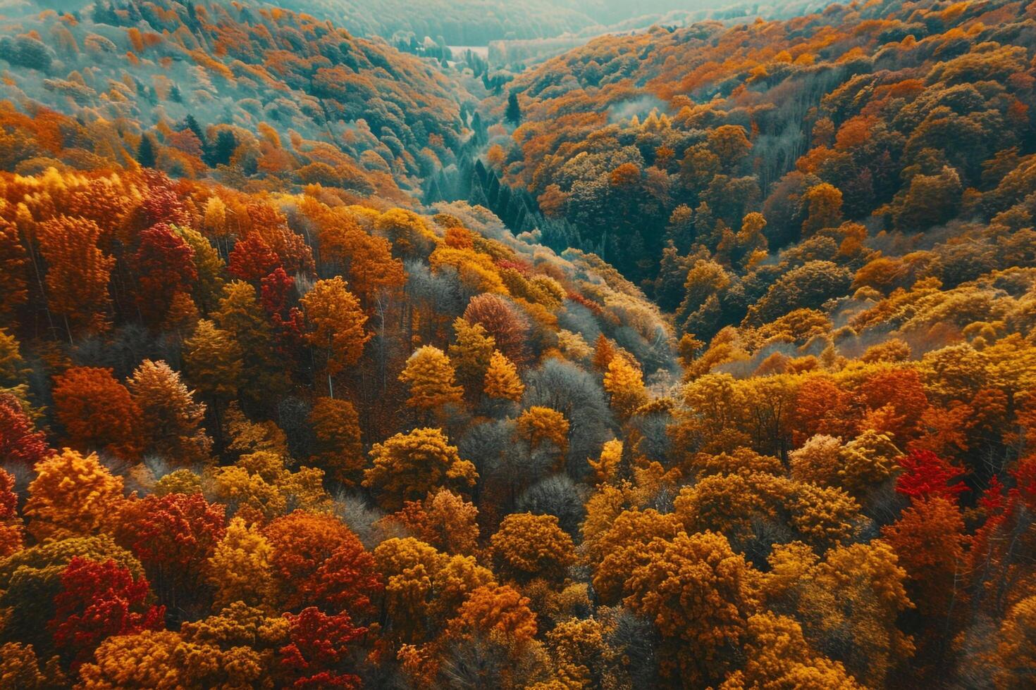 Aerial View of Forest with Colorful Trees Background photo