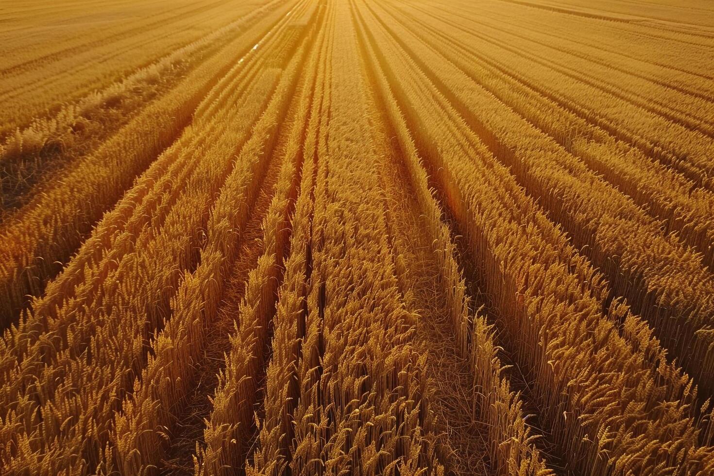 Aerial View of Wheat Field at Sunset Background photo