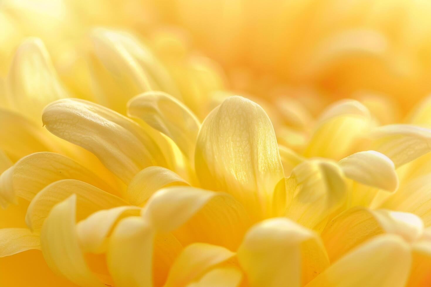 of Yellow Flower with Blurred Background photo