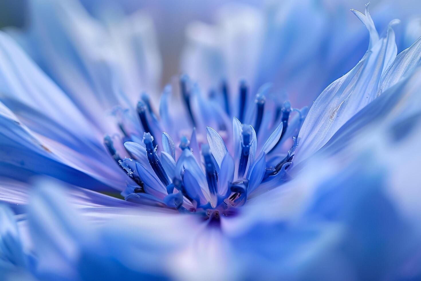 Blue Flower  Background photo