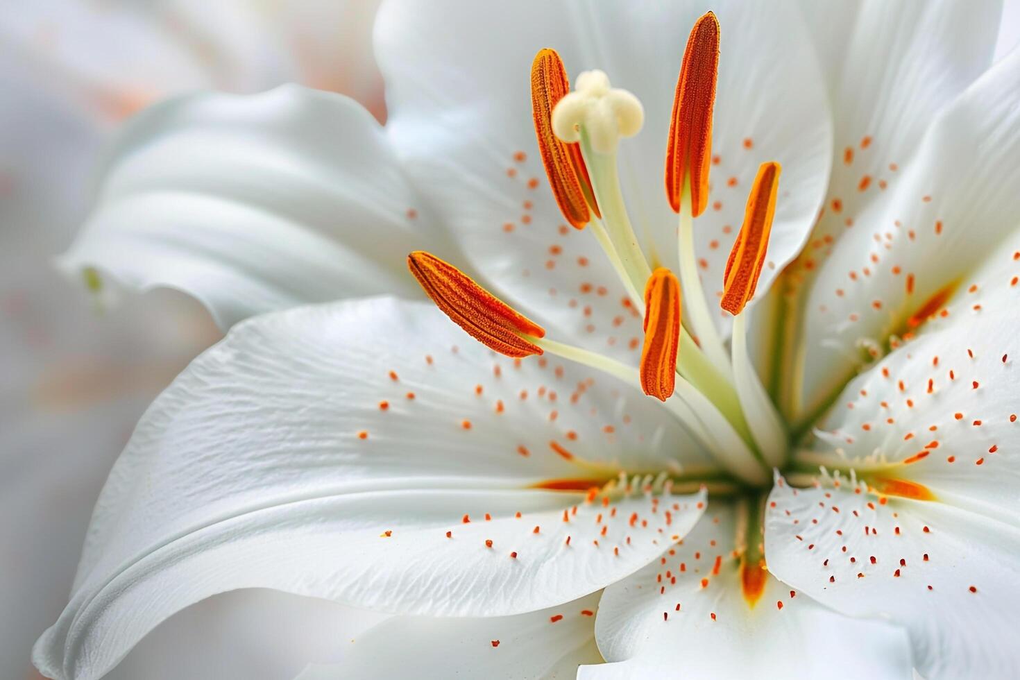 White Lily Flowers with Orange Stamen Background photo
