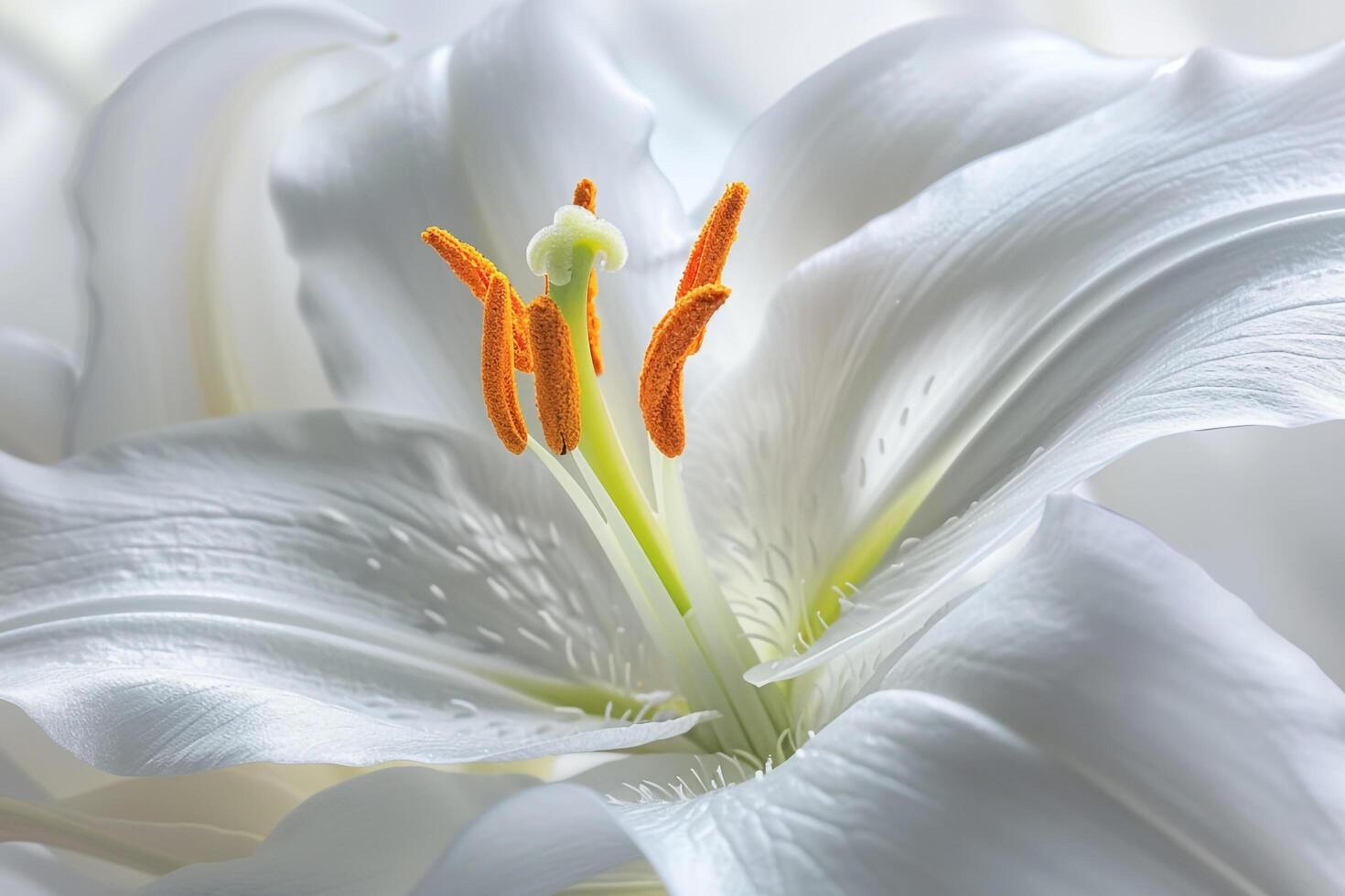White Lily  Background photo