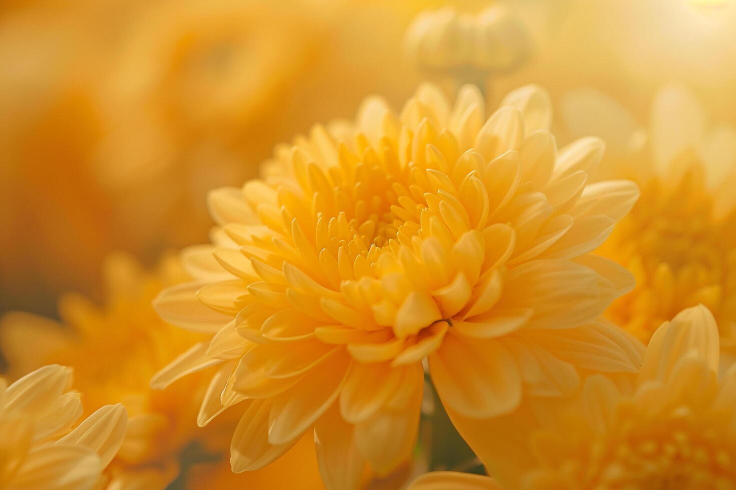 Yellow Flowers in Field of Yellow Flowers Background photo
