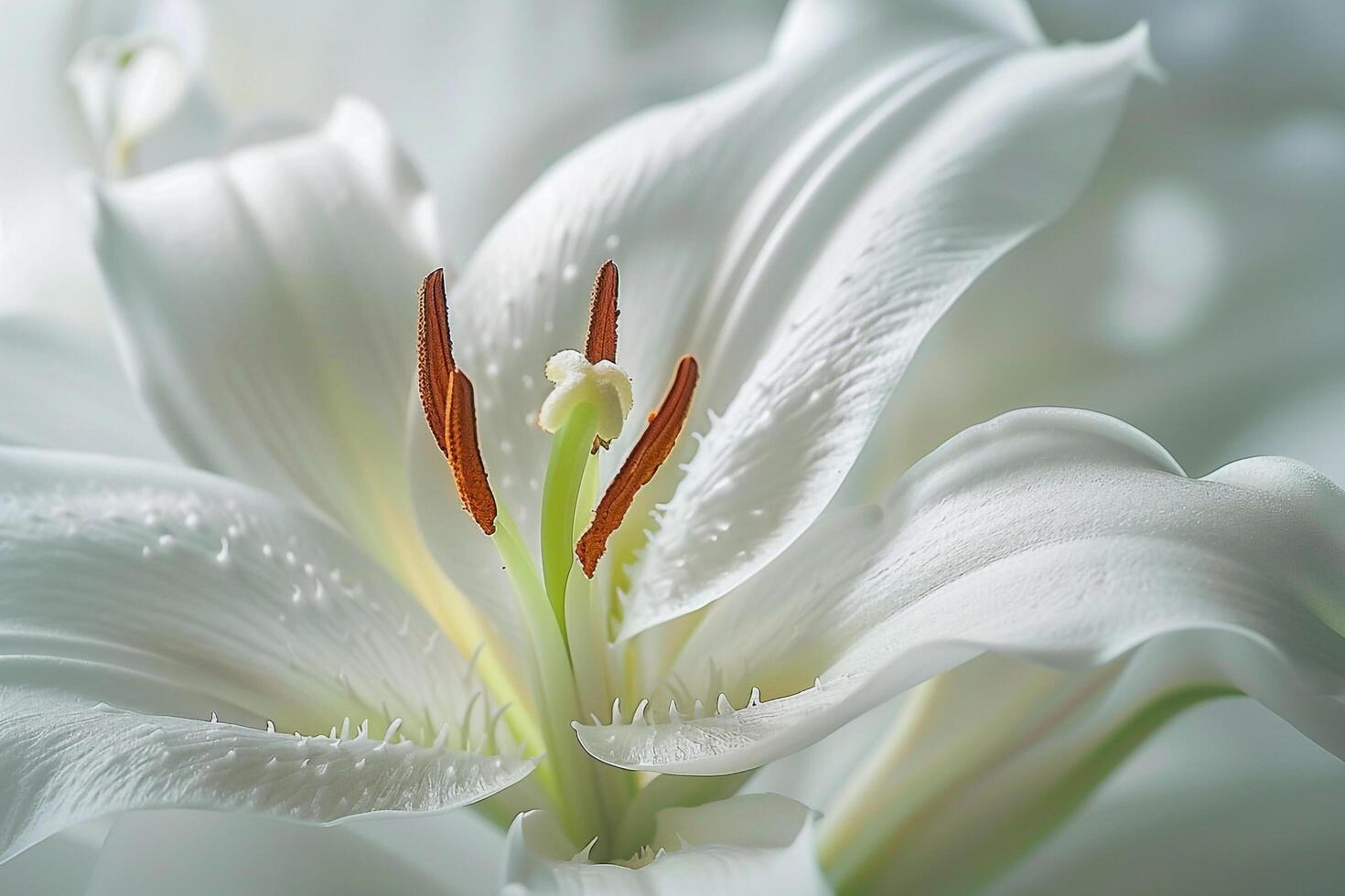 White Lily Josephine McCormick Background photo