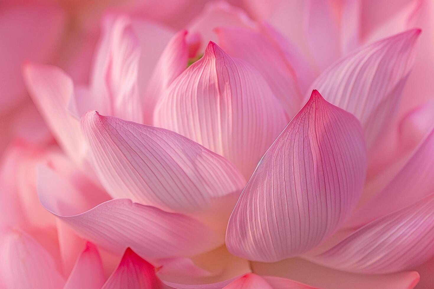 Lotus Flower  with Pink Petals Background photo