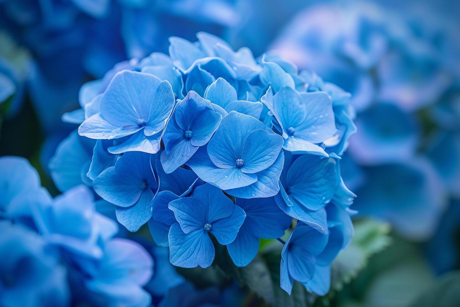 Blue Hydrangea Flowers on Natural Background photo