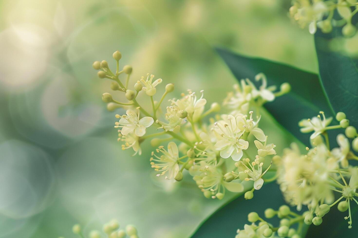 A  of some flowers on a tree background photo