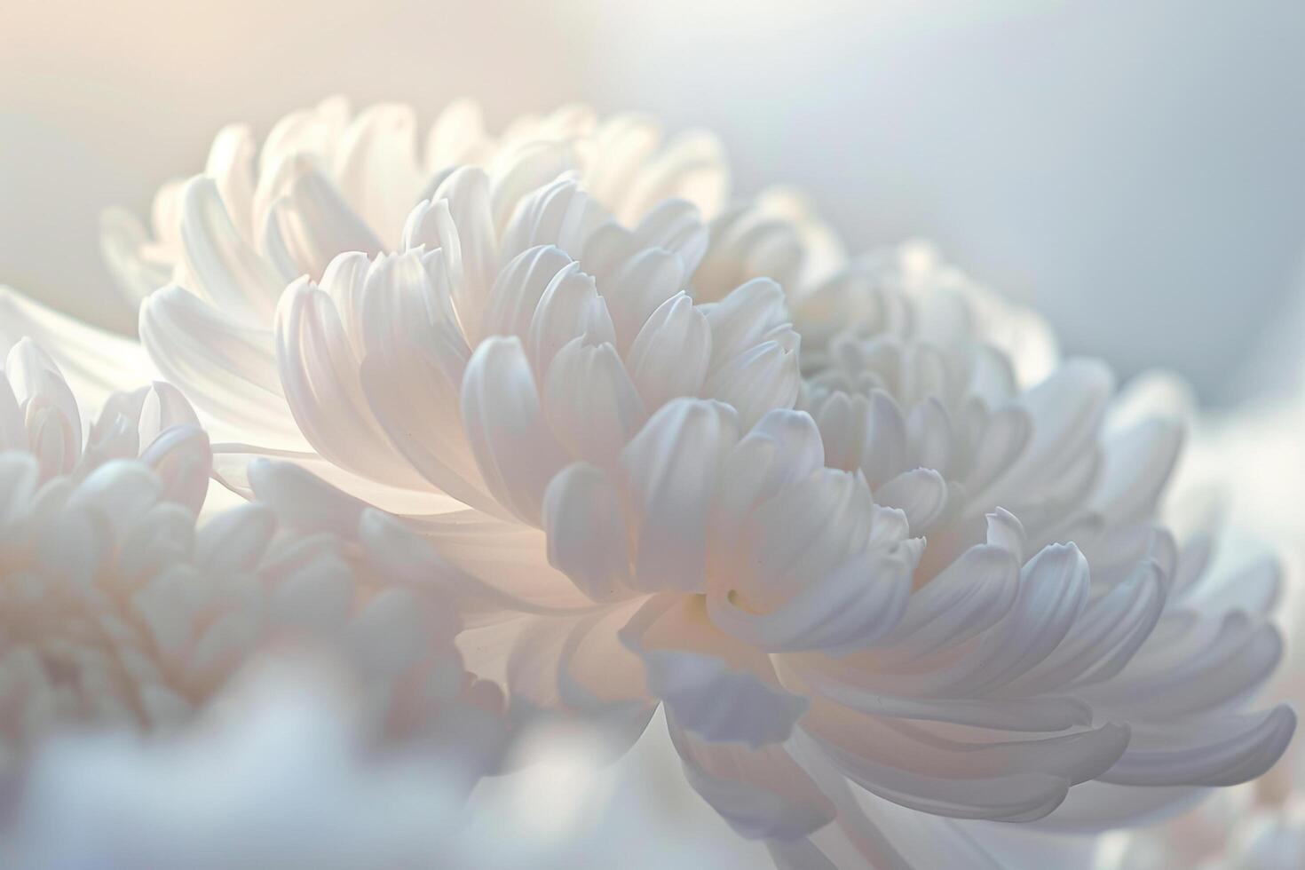 White Flowers in Photo Background