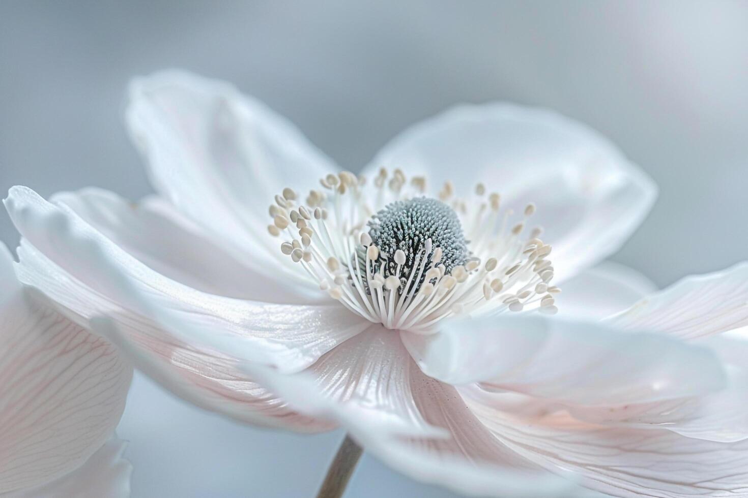 White Anemone Julie Kim Background photo