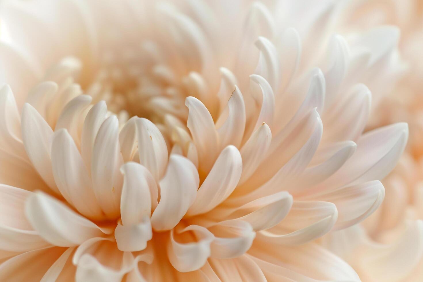 White Flower with Soft Background photo