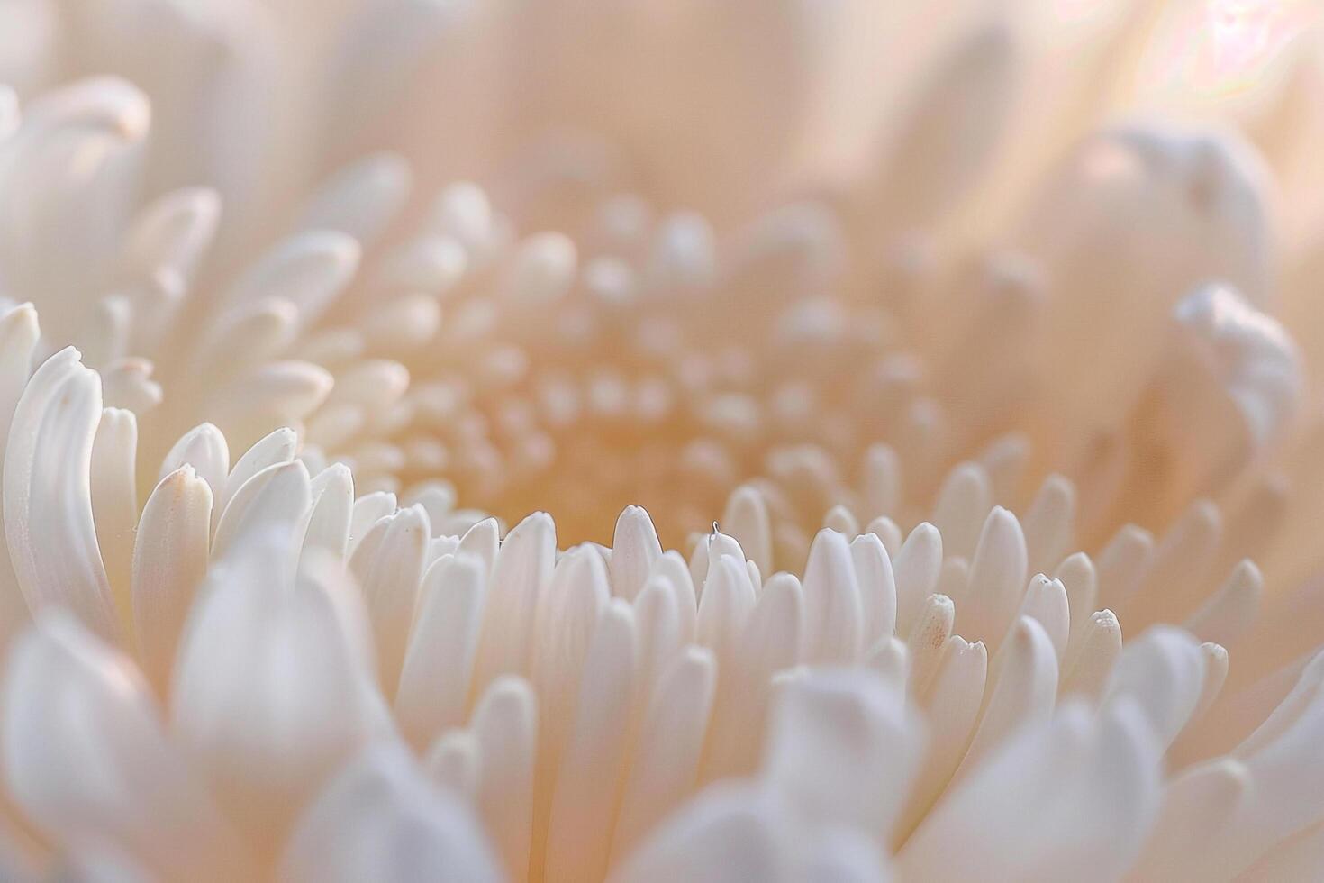 of White Flower with Blurred Background photo