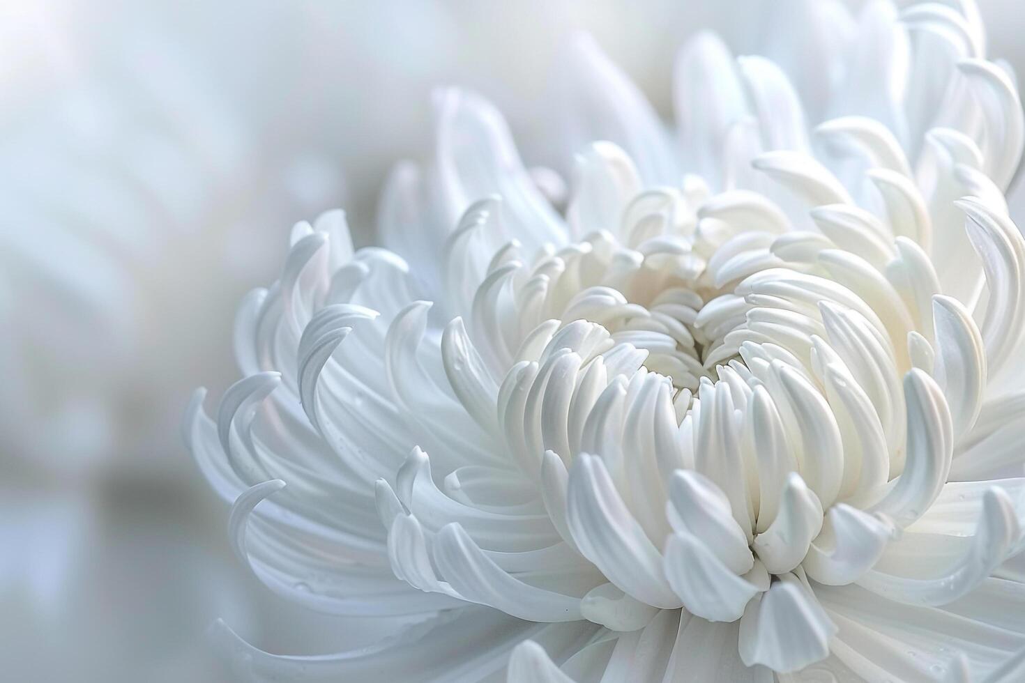 White Chrysanthemum Flower  Background photo
