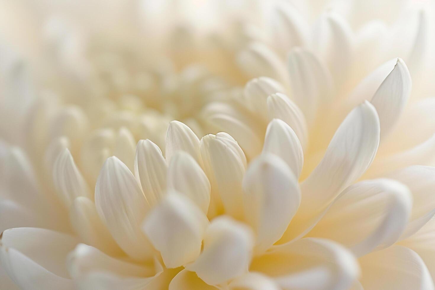 of White Flower with Many Petals Background photo