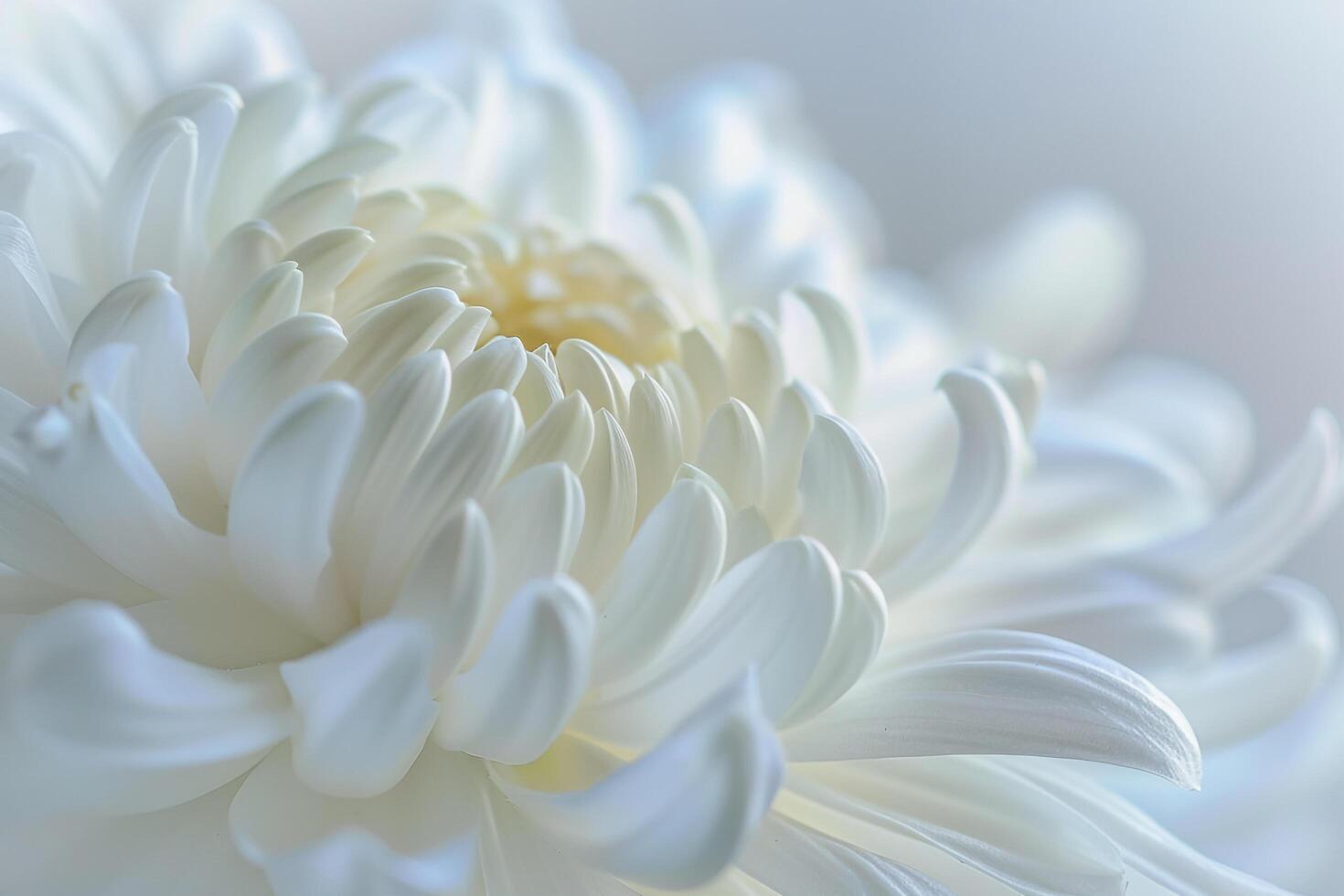 of White Flower with Soft Light Background photo