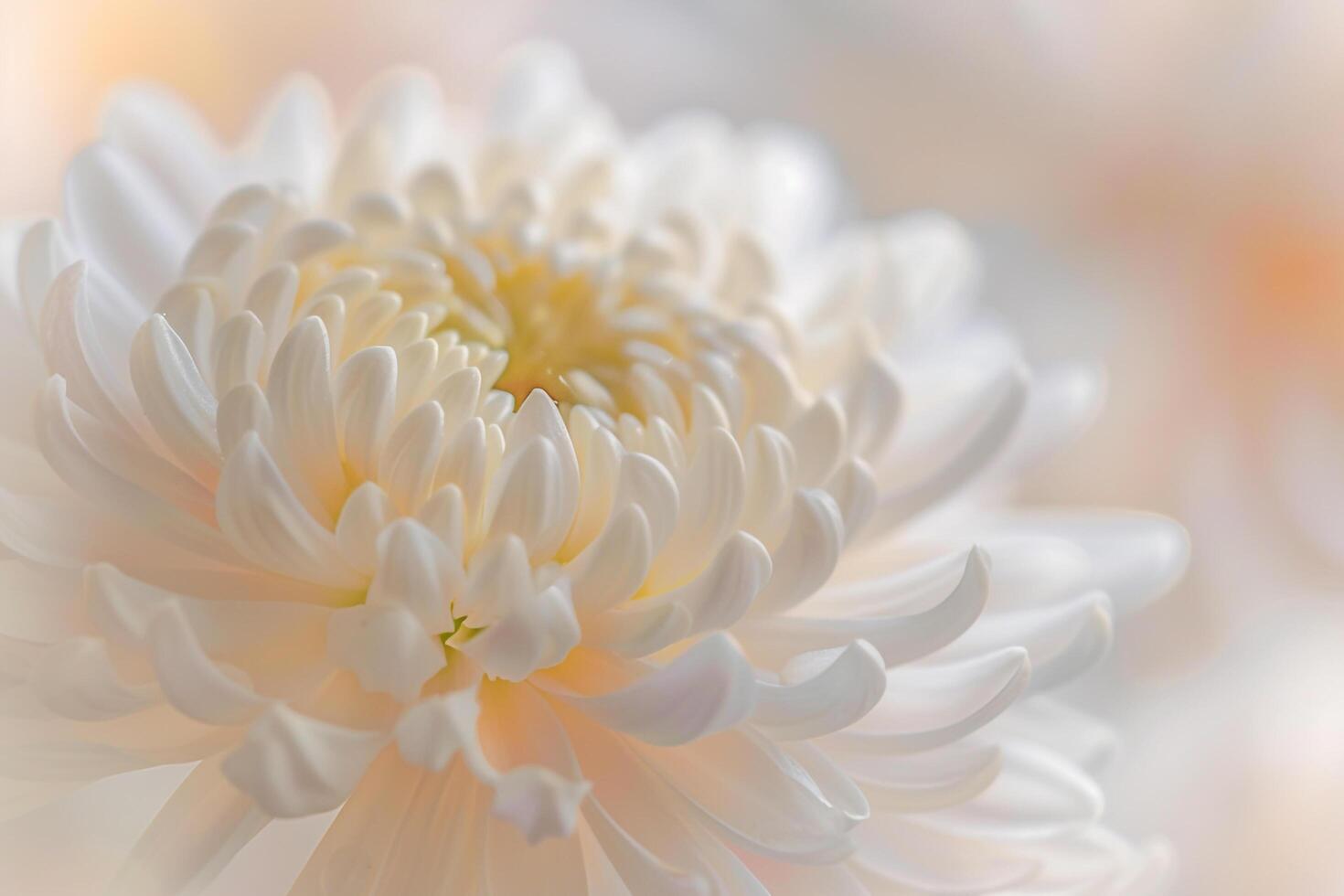 of White Flower with Blurred Background photo