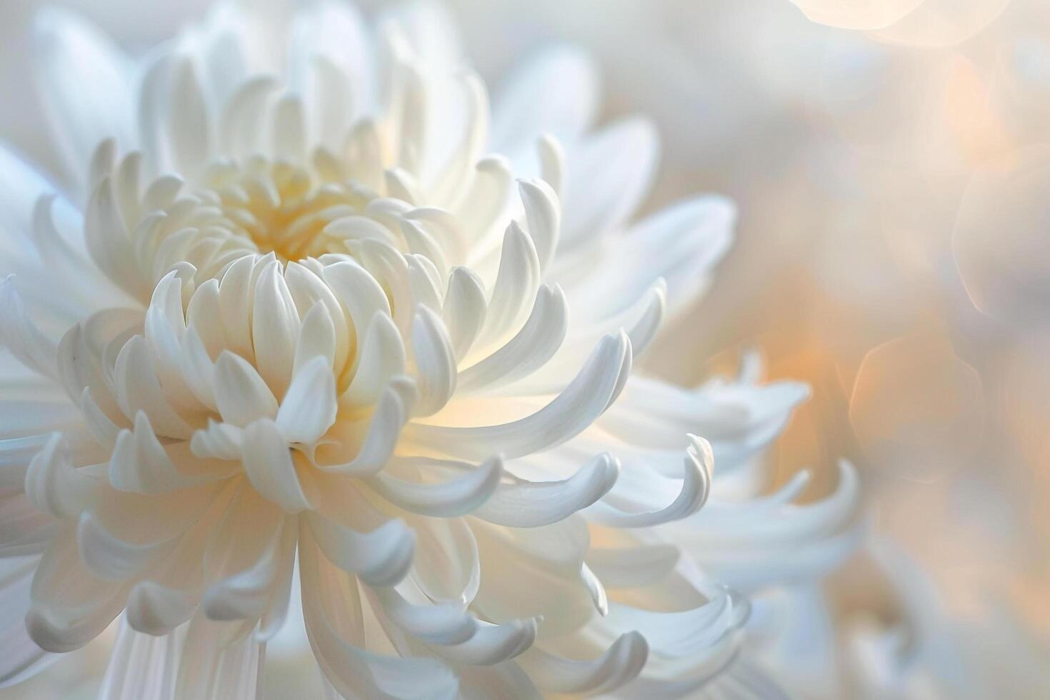 White Chrysanthemum Flower with Bokeh Effect Background photo