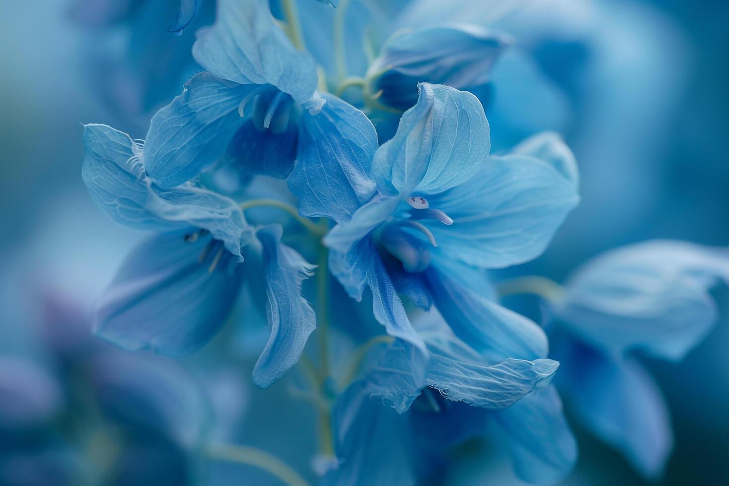 of Blue Flower with Blurry Nature Background photo