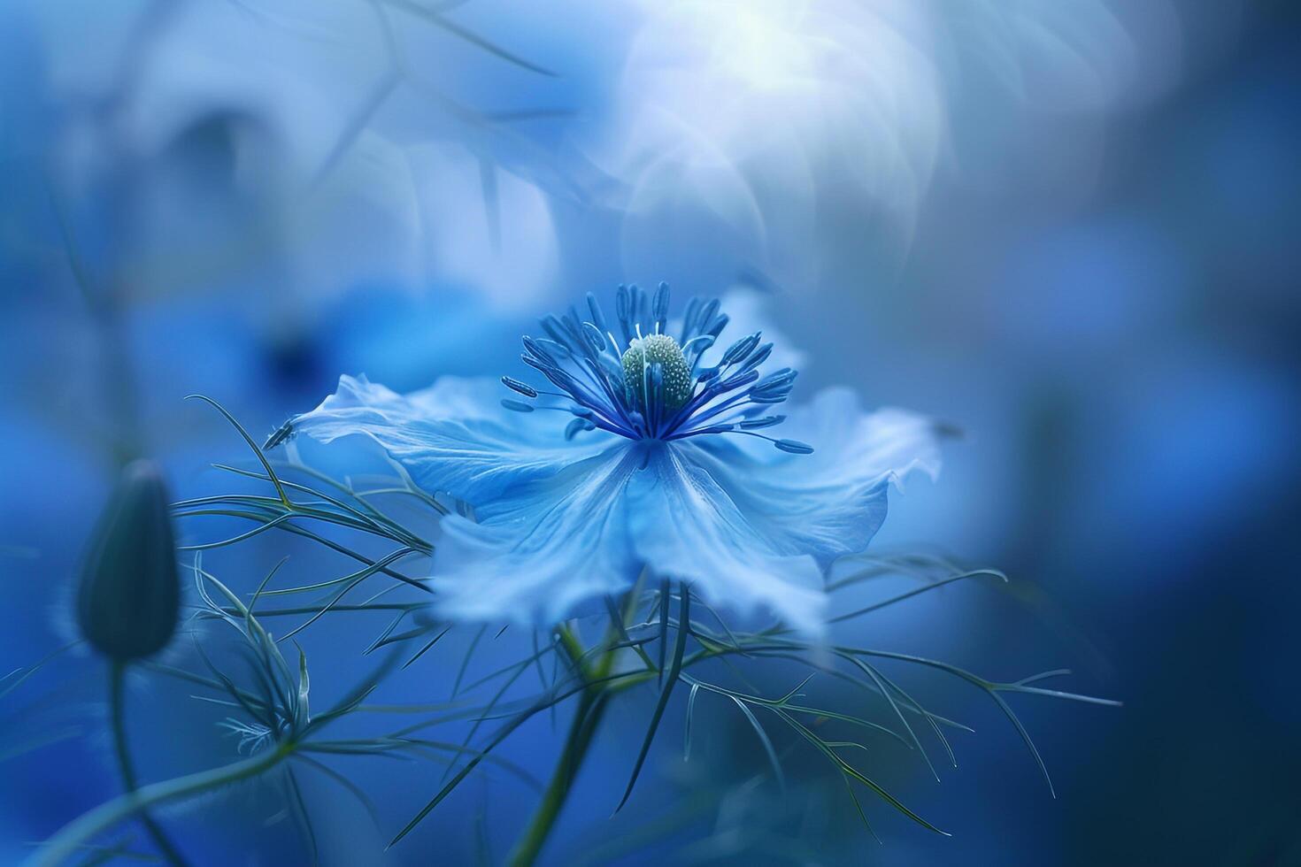 Blue Flower  in Nature Background photo