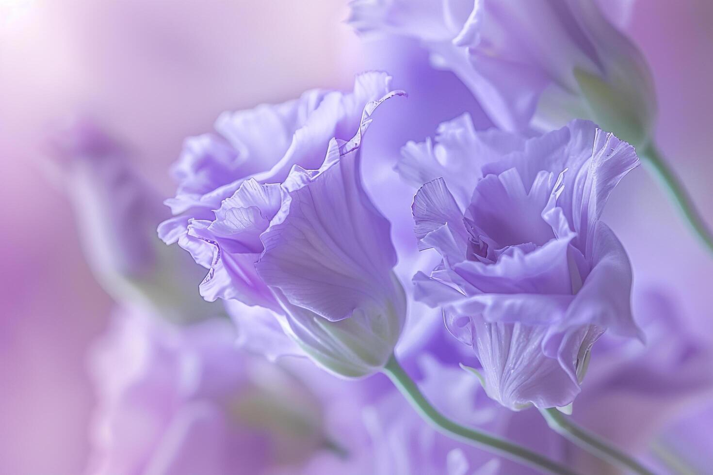 Purple Flowers in Photo with Nature Background