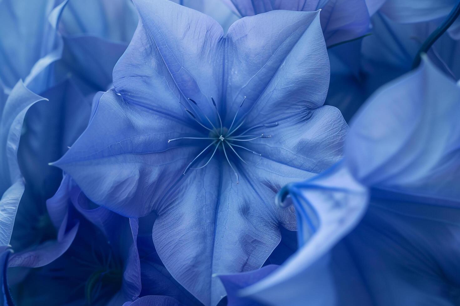 Bunch of Blue Flowers with Nature Background photo