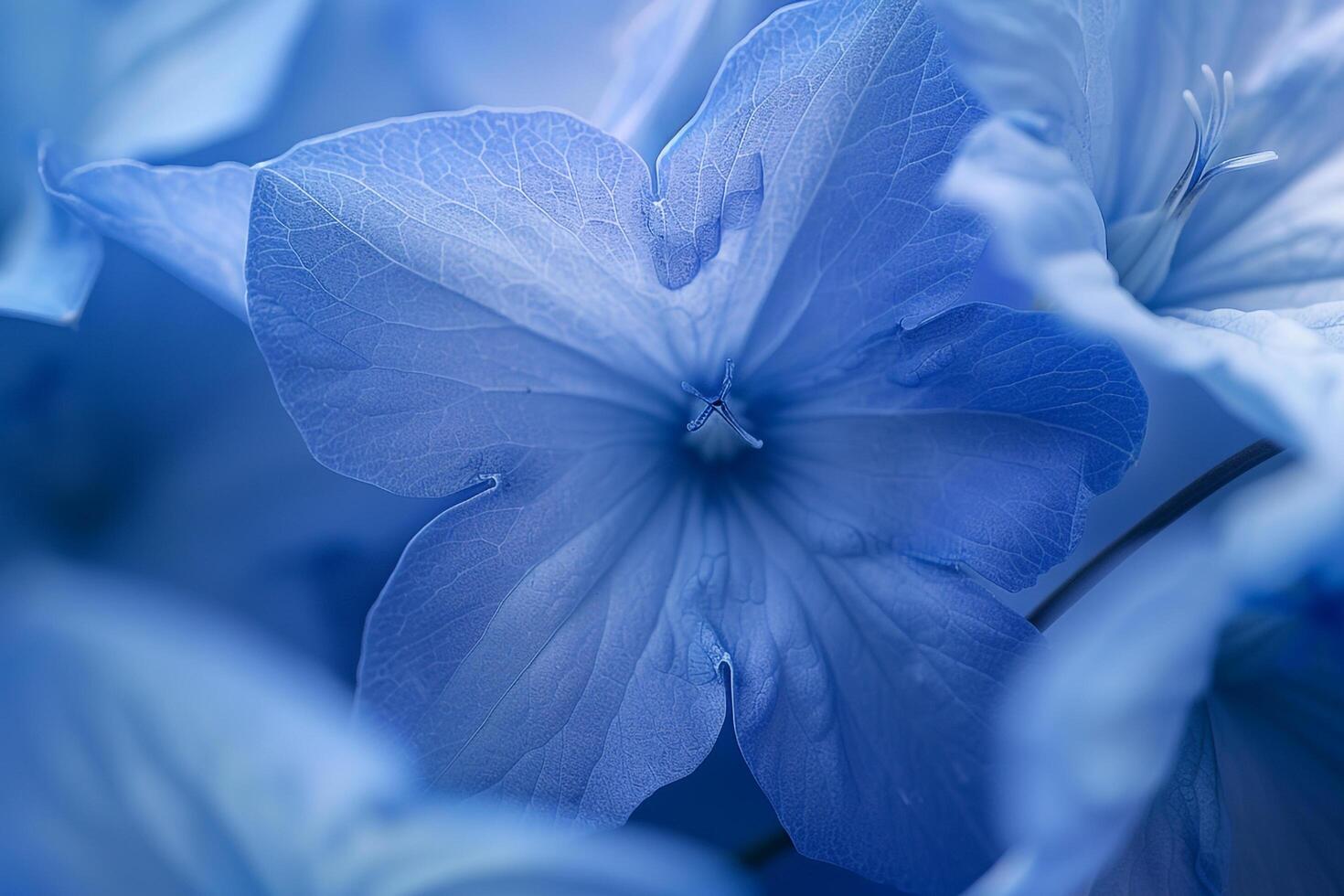 Blue Flower with Blurry Background and Nature photo