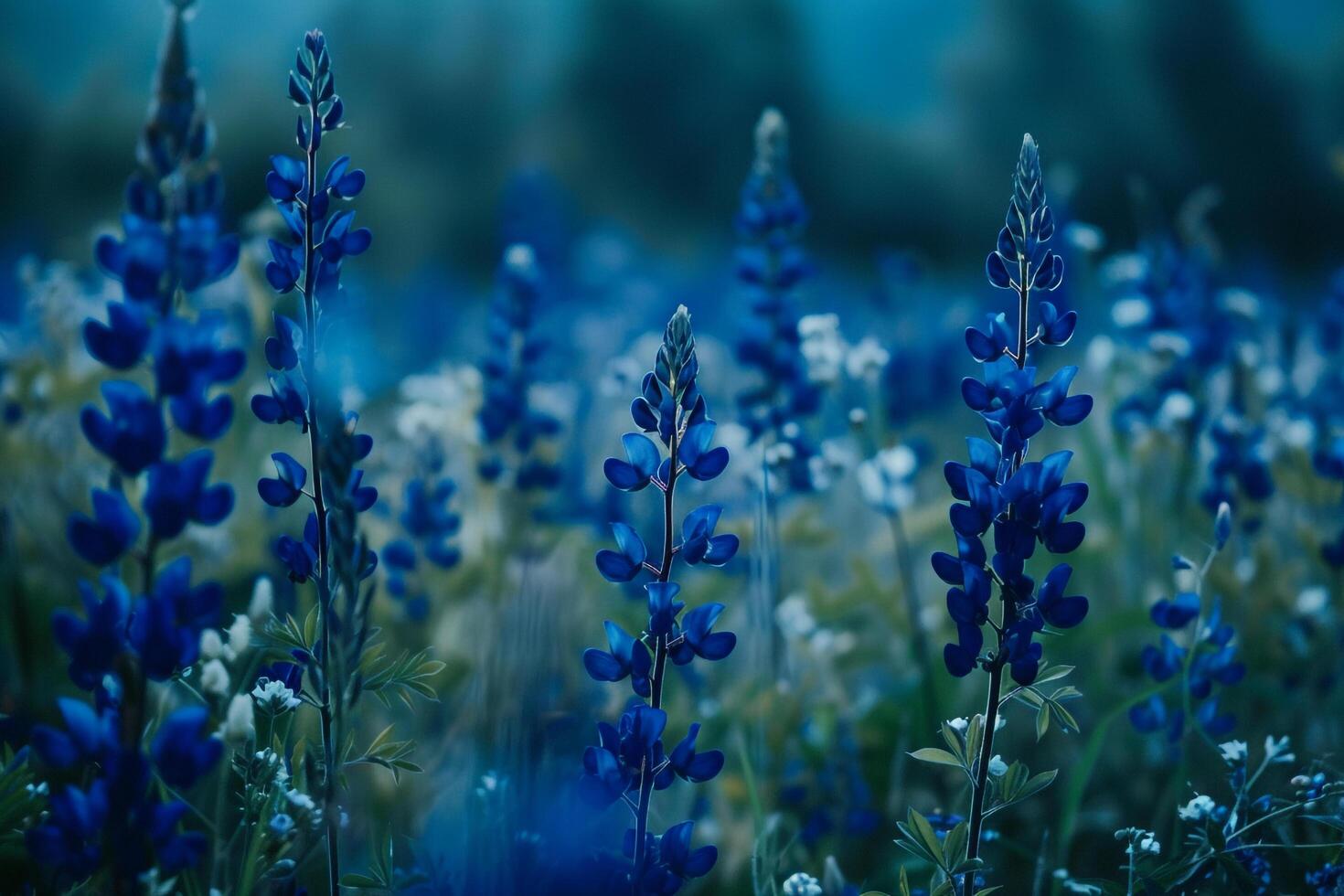 Blue Flowers in Field of Blue Flowers Background photo