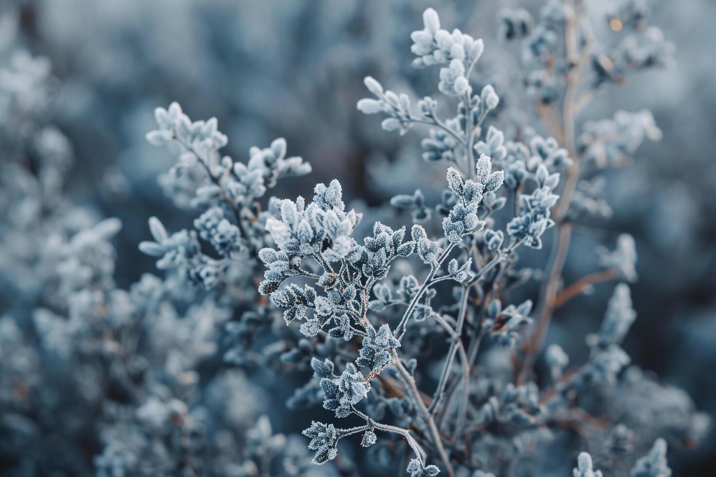 Frosty Plants in the Winter Background photo