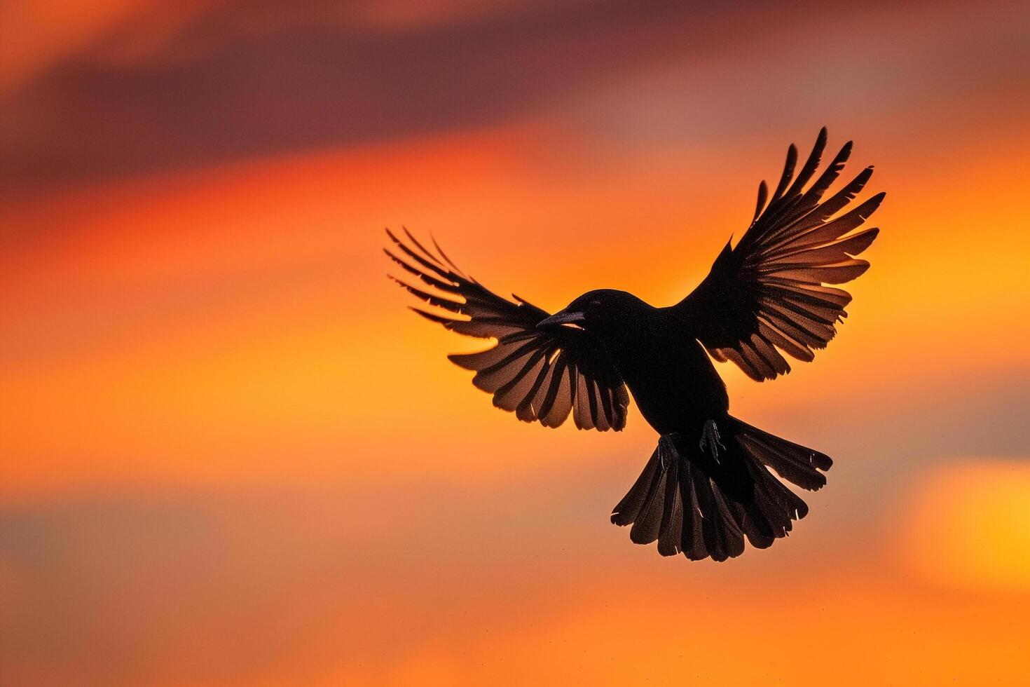 A Black Bird Flying in the Air at Sunset Background photo
