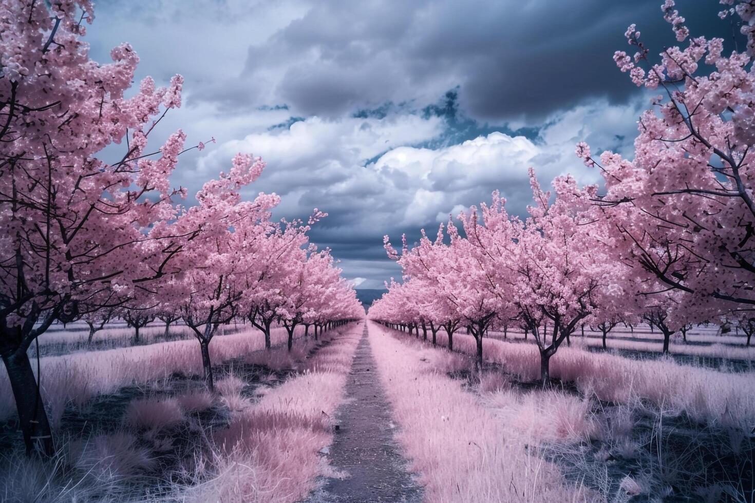 A Pink Tree Lined Path with Trees in the Background with Background photo